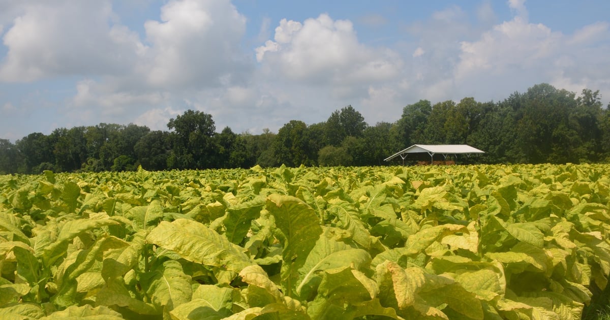 north carolina tobacco growers association The of NC Growers Association