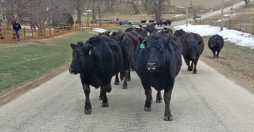 Black Angus cattle walking down a road / MARKETING PLAN: A useful marketing plan uses written goals, including objectives, de