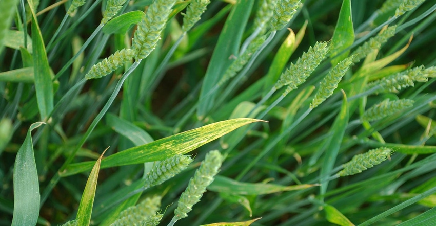 A close up of yellowed leaves on wheat