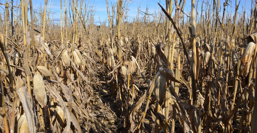 mature dry corn in field