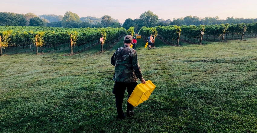 Workers gather for the harvest at Robin Hill Farms and Vineyard