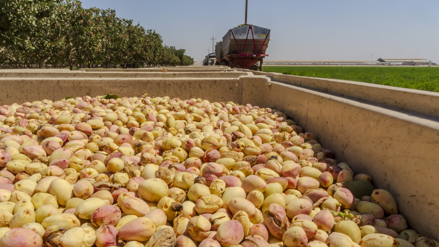 Pistachio production