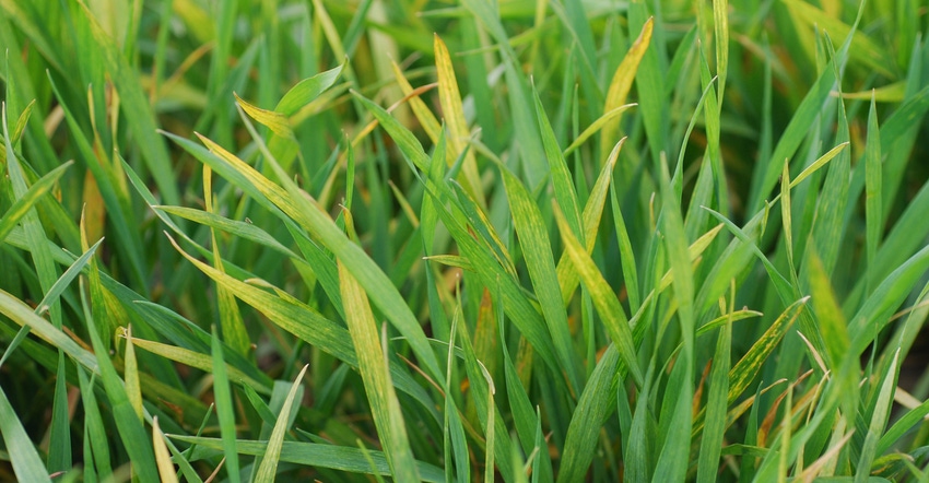 Wheat crop with wheat streak mosaic virus Wheat crop with wheat streak mosaic virus