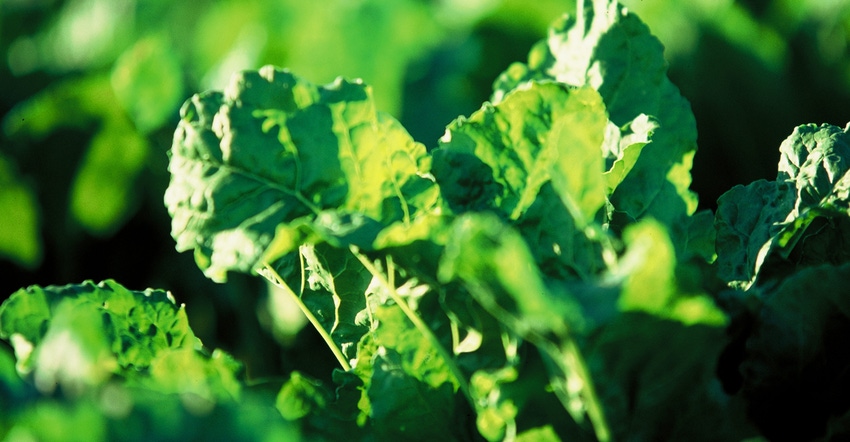 sugarbeet leaves