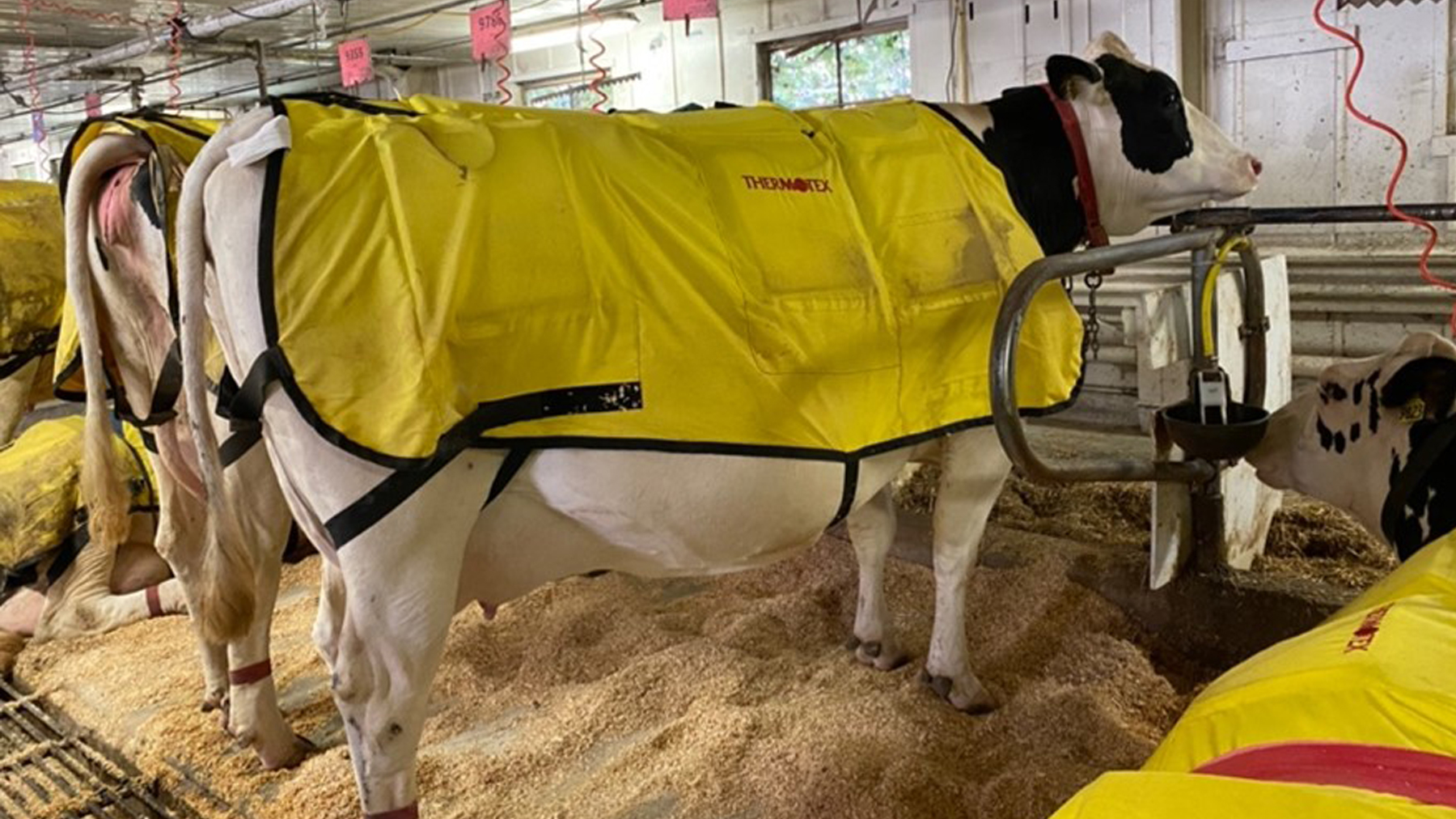 Blankets for cows new arrivals