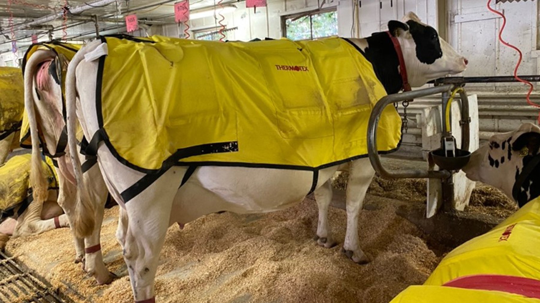 Research examines ways to deal with heat stress in dairy cows - Vimarsana News