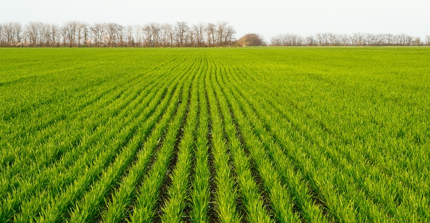 young winter wheat field in spring