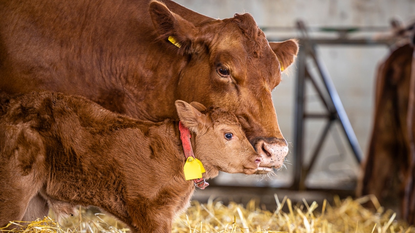 Calf and cow standing next to each other inside cattle barn