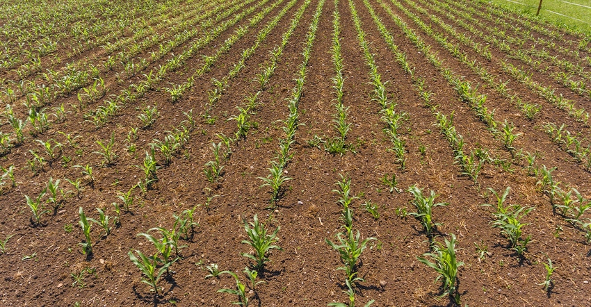 field of corn seedlings