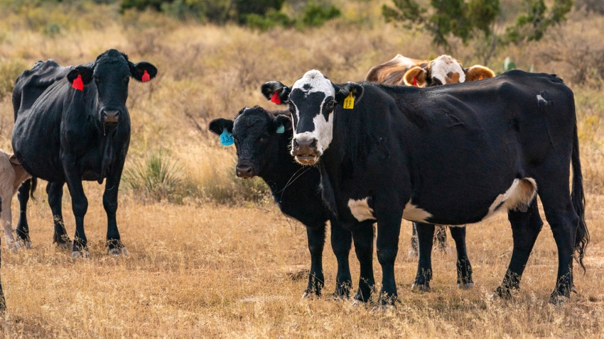 cattle grazing anthrax concerns