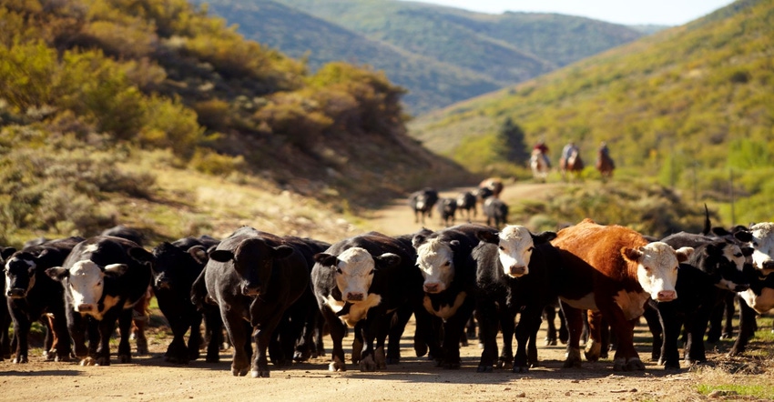 11-29-21 cattle herd.jpg 11-29-21 cattle herd.jpg
