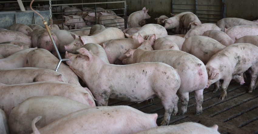 Hogs in pen Hogs in pen