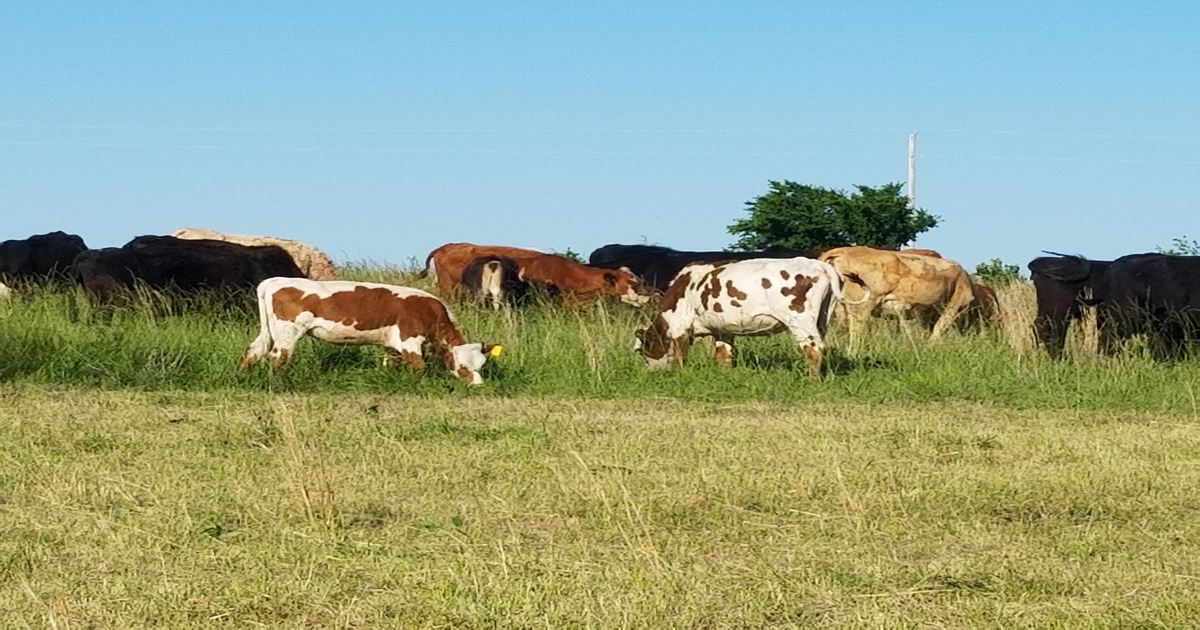 Why we need cattle on the land