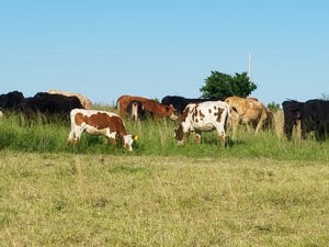 Cattle grazing at high density