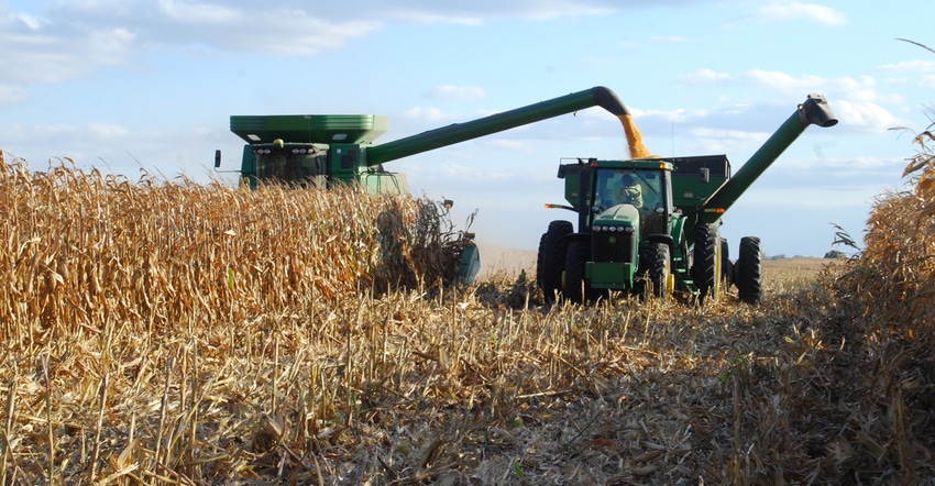 combine in cornfield