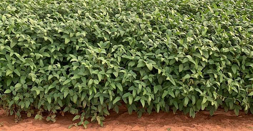 soybeans in Brazil
