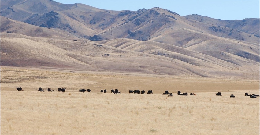 WFP-UNR-cheatgrass-3.jpg WFP-UNR-cheatgrass-3.jpg