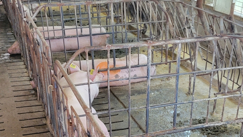 Sows in individual pens on a farm