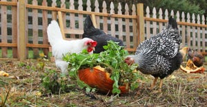 A flock of chickens eats some leftover garden produce