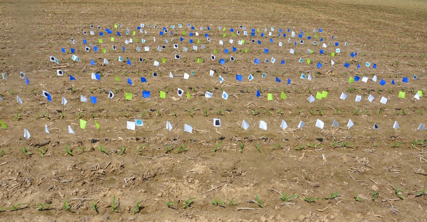 flags in field indicating different emergent rates