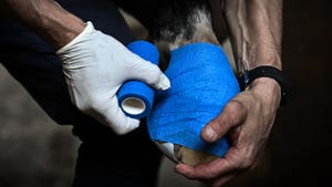 vet taping horse's injury