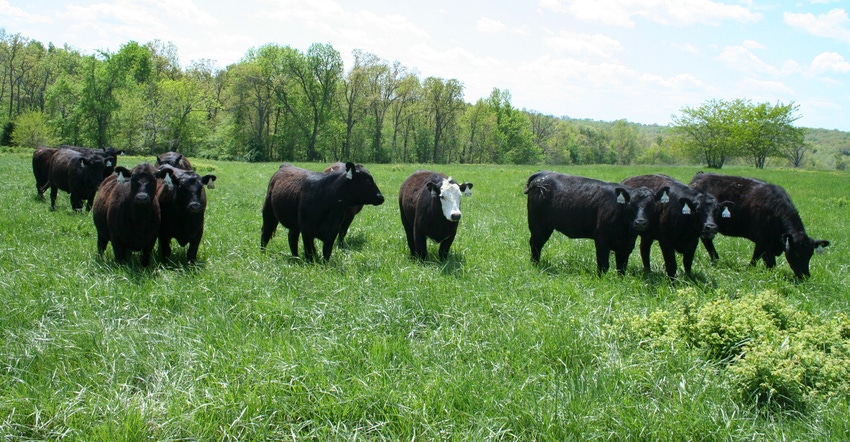 Group of cows graze in a pasture