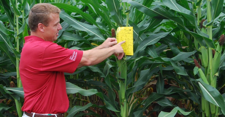 A man points to a sticky trap installed in a corn field that gives a count of adult corn rootworm beetles present