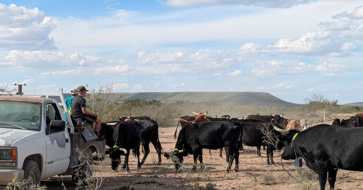 No cell service? No problem with N3 cattle collars from Nofence