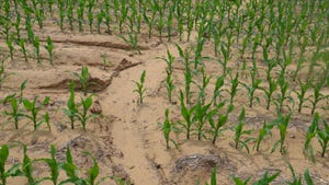 gully erosion in young cornfield