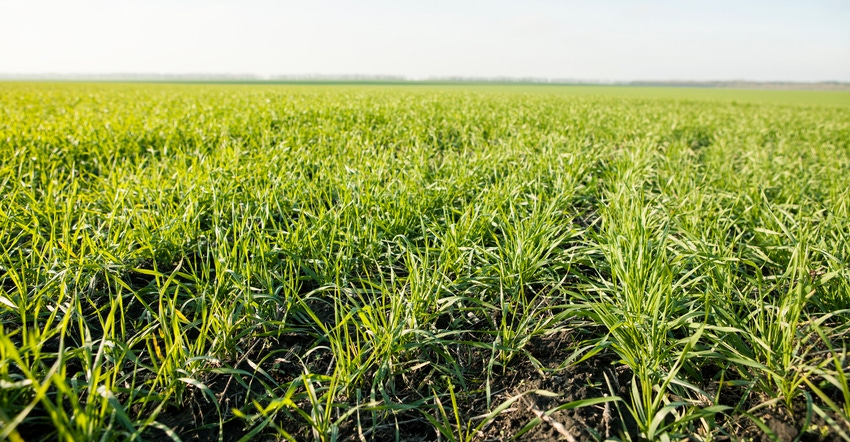 triticale field triticale field