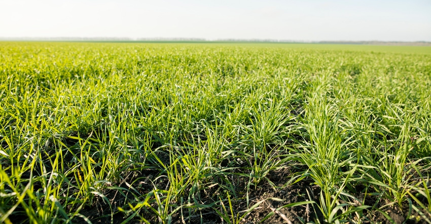 triticale field