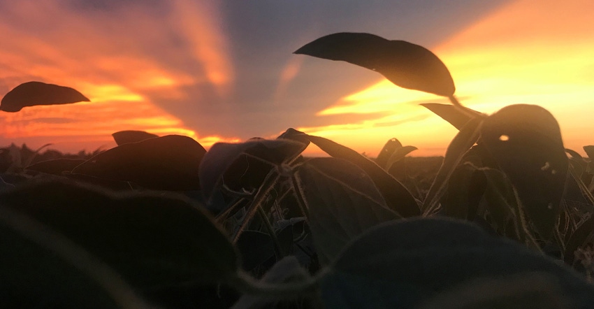 sunset on soybean field