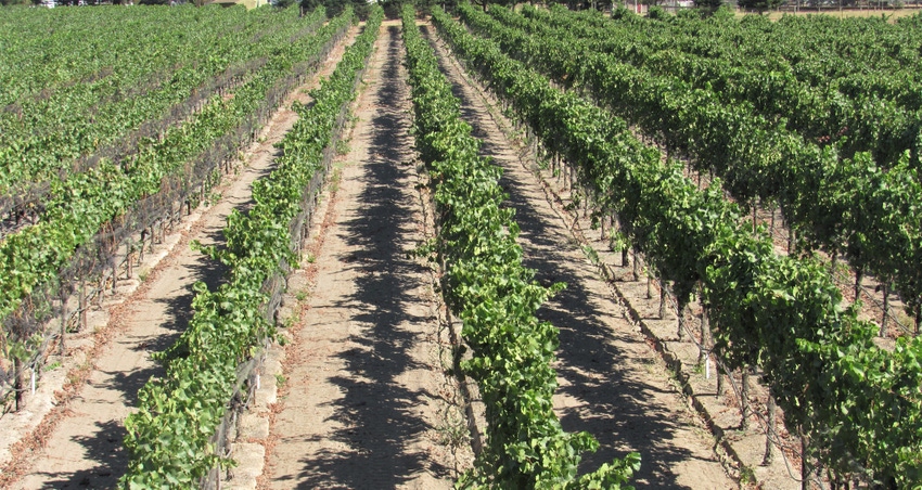 Vineyard producing grapes Vineyard producing grapes