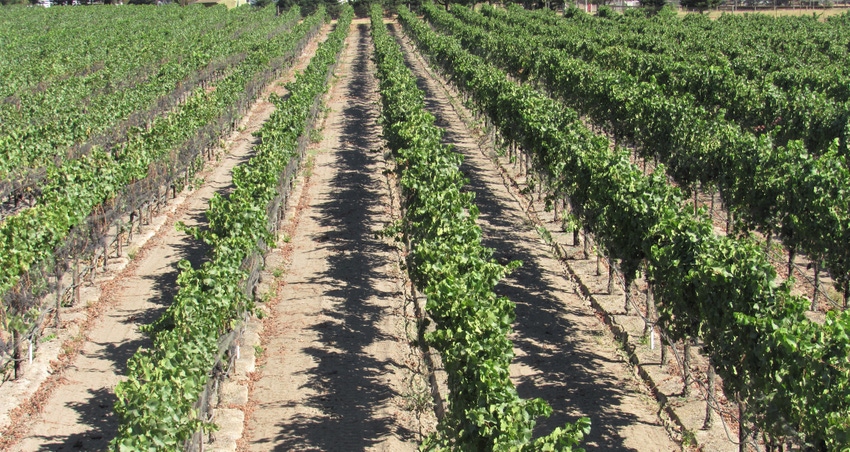 Vineyard producing grapes