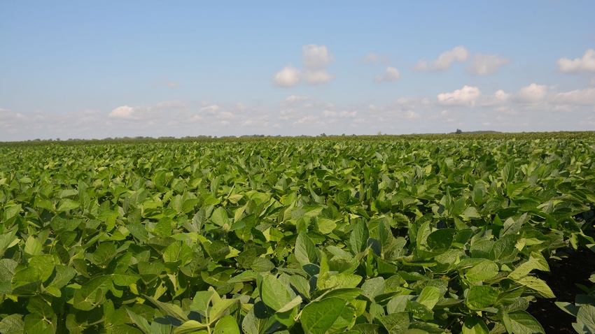 Soybean Replanting Decisiions