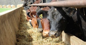 closeup of beef cattle at feed bunk