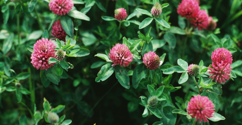 red clover plant up close red clover plant up close