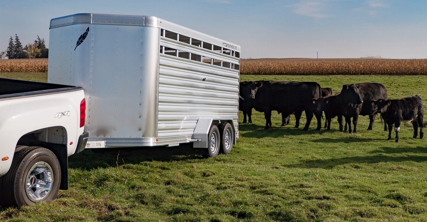 beef cattle near trailer in field