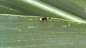damage on leaf causing larvae to develop into adult beetles