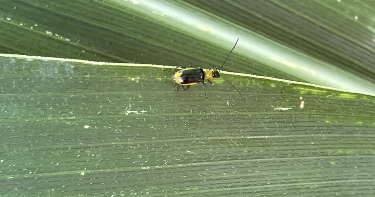 Get ready for revved-up rootworms