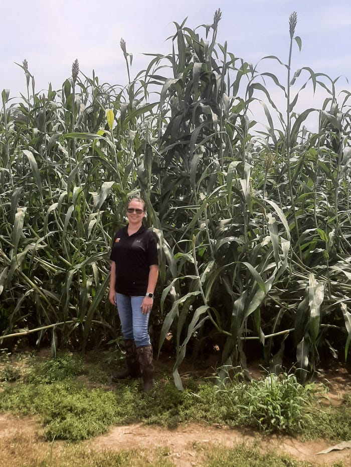 A woman stands in front of a tall field of BMR male sterile sorghum 