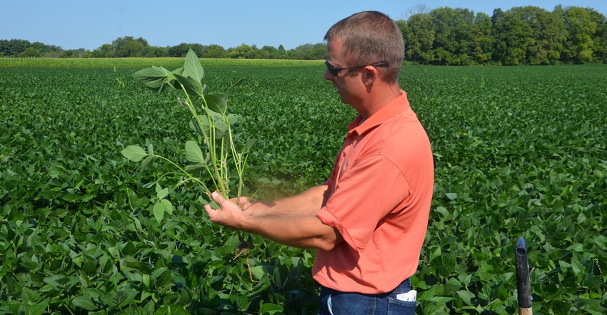 Steve Gauck inspects soybean nodes