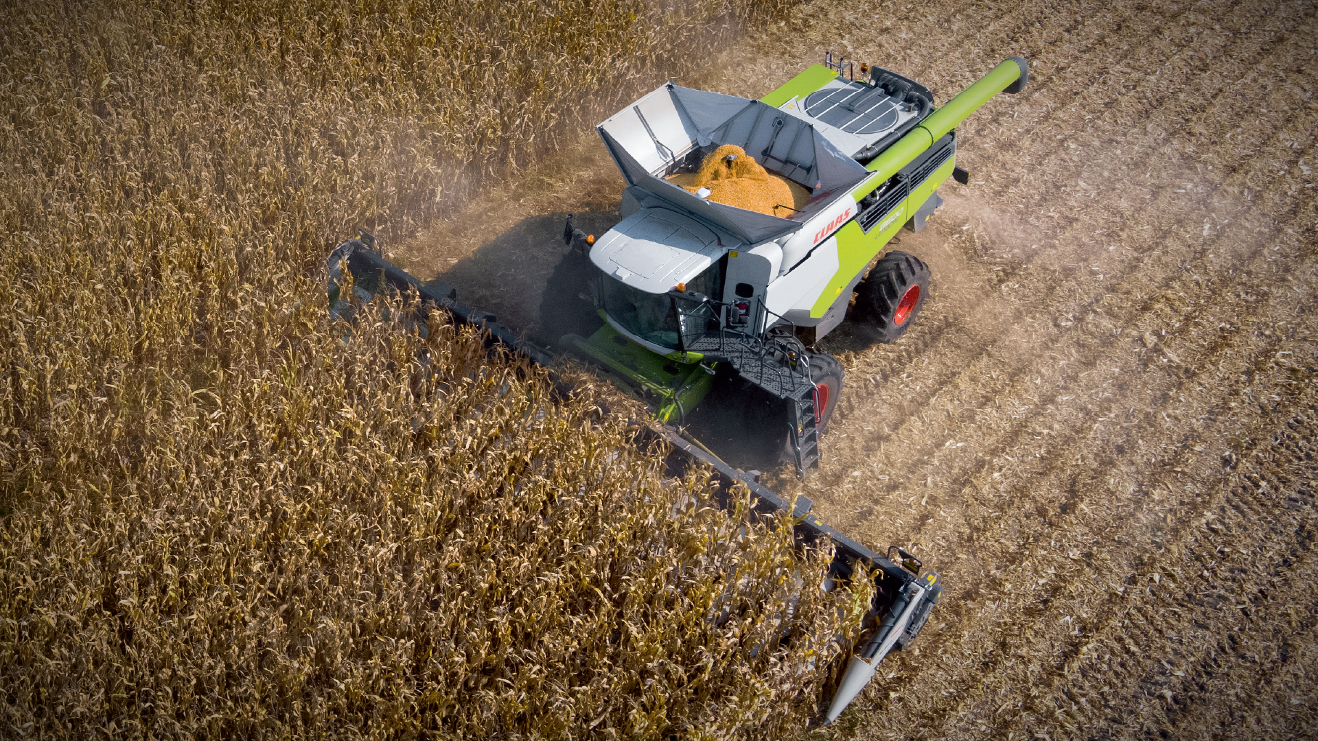 Can burley tobacco be harvested with machines?