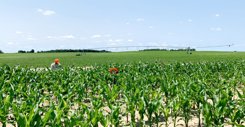 A person with a bean hook in hand walks through a field of seed corn in Bartholomew County, Ind.