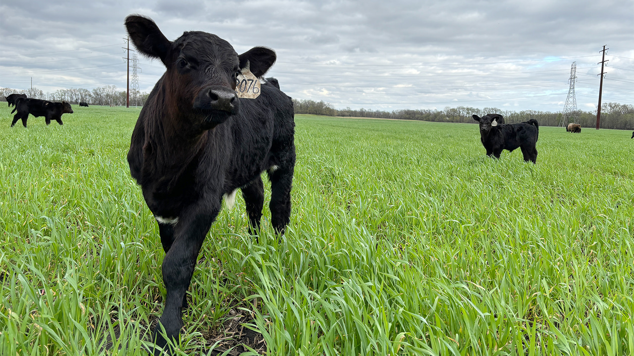 Cattle grazing in a field Cattle grazing in a field