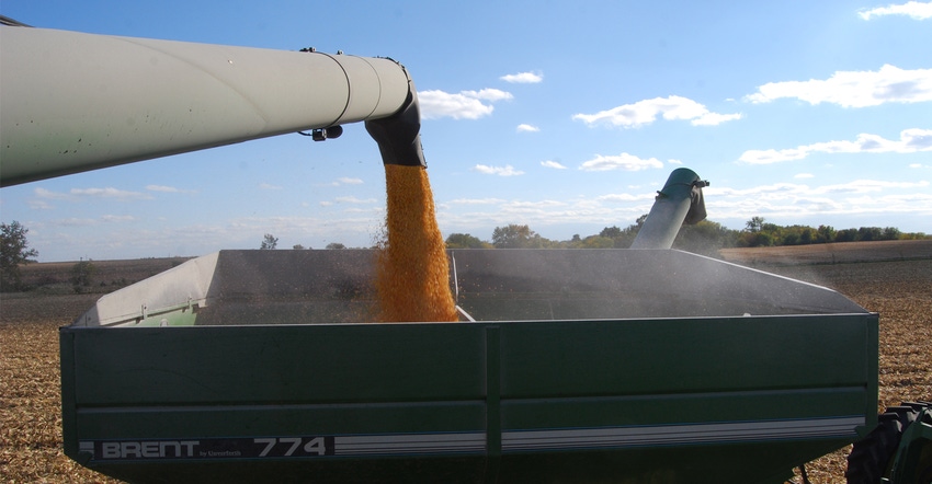 auger with corn going into trailer