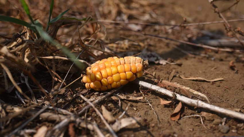 small ear of corn