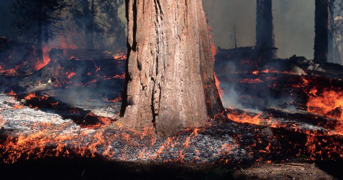 Western forests require better management to prevent wildfires