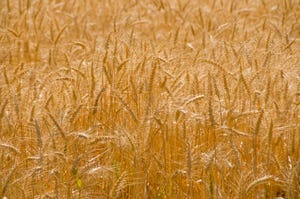 wheat-135413572.jpg