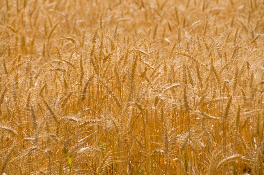 wheat-135413572.jpg